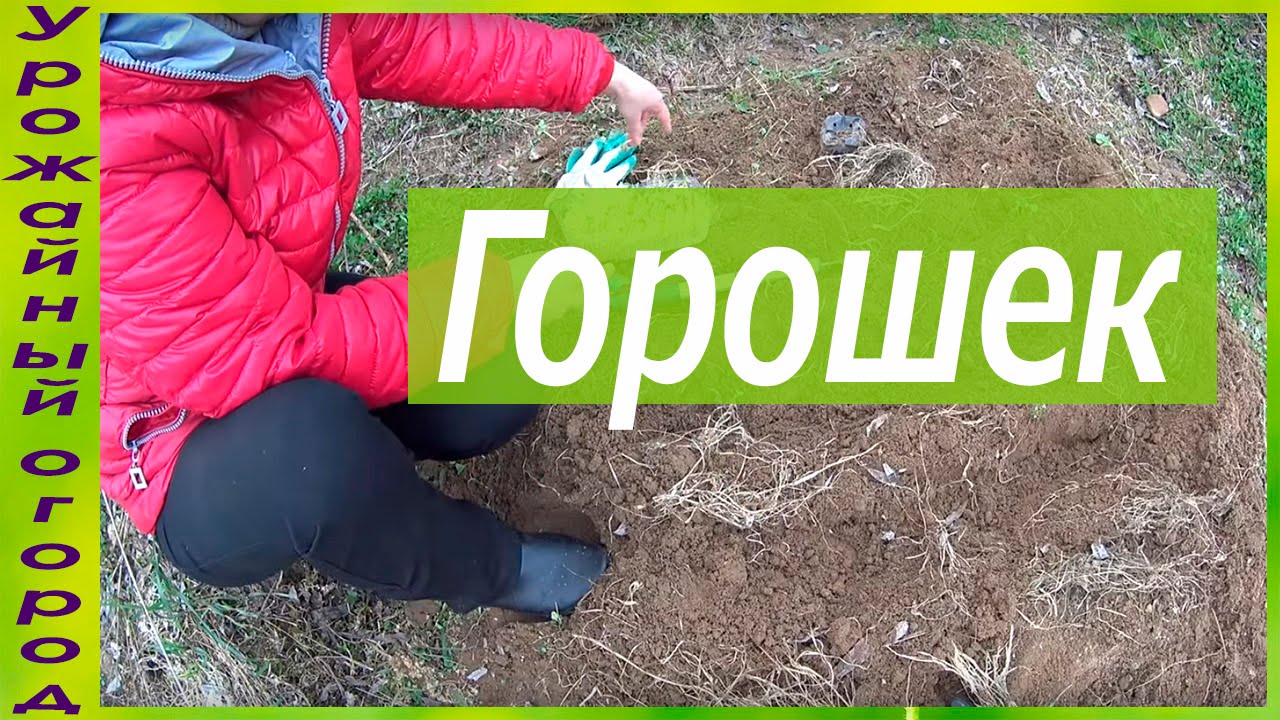 Пересадка горошка из опилок в грунт