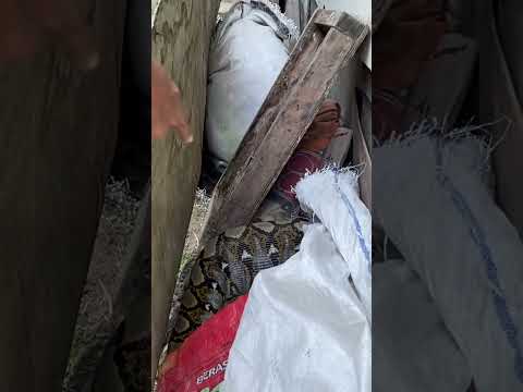 ilmu mahal hindari tempat yang seperti ini karna u1ar sering bersarang #viralvideo #ularbesar