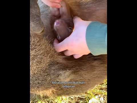 Pentingnya Memeriksa Kantung Hewan Marsupial Yang Mati #shortvideo #rescue