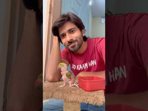 Totu 🦜 P-1 #rescue #shorts #shortvideo #viral #youtubeshorts #parrot