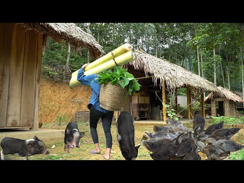 Find banana trees as food for ducks and pigs, Build a new furnace
