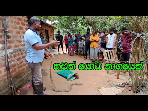 Sinharagama Giant Cobra