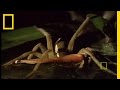 Fishing Spider Behavior and Habitat