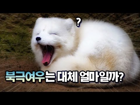 파양률 1위 북극여우는 대체 얼마일까???
