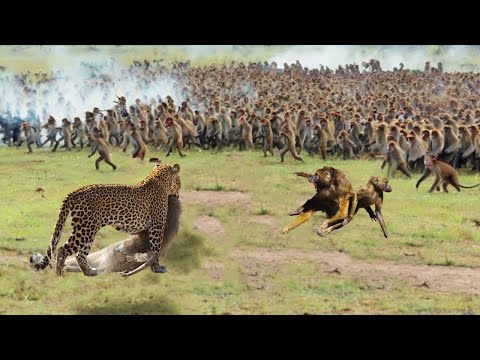 A Pack Of Baboons Surrounded And Attacked A Leopard To Rescue Their Leader