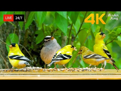 ๐ด 24/7 LIVE: Cat TV for Cats to Watch ๐บ Cute Little Birds Squirrels 4K Cat Games