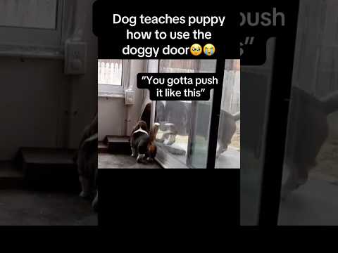 Dog teaches puppy how to use the door🥹 #fyp #viral #animals #cute #dog #puppy #fypシ #ytshorts #yt