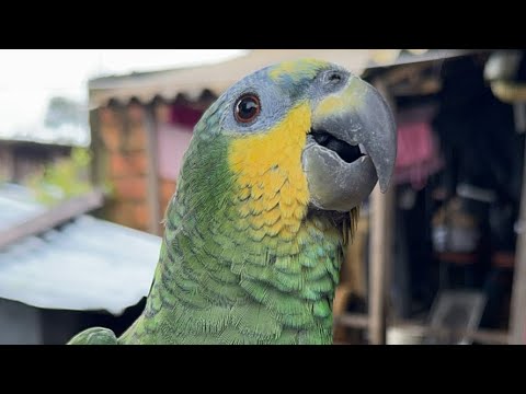 Viaja conmigo el cholopo está en vivo
