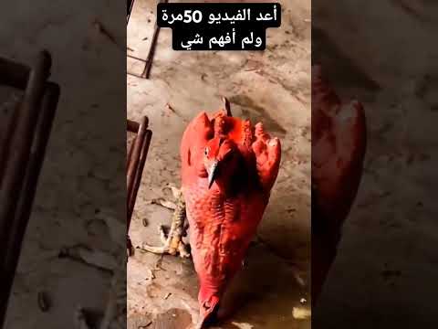هذا الفيديو صاحب 10 مليون مشاهده