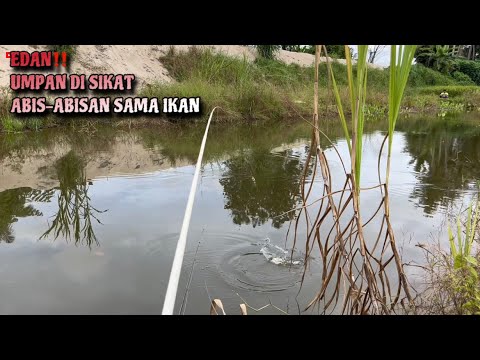 EDAN‼️ SAMBARAN BERTUBI" YANG BEGITU GANAS || Kompilasi Video Mancing Bang ja #mancingliar #bangja