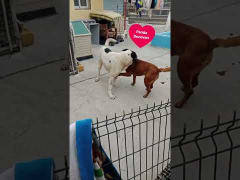 click to play the video