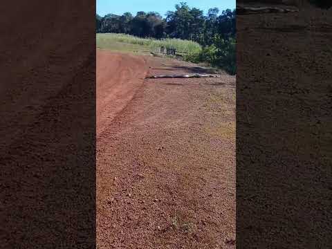 Cobra gigante tomando banho de sol