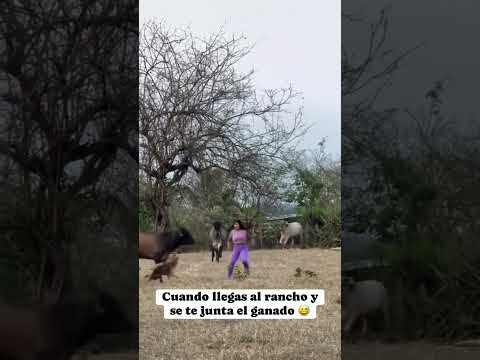 Los ganados que me siguen #viralvideo #viral