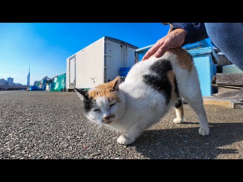 漁港のハートマーク三毛猫ちゃんはいつも寄ってきてカワイイ