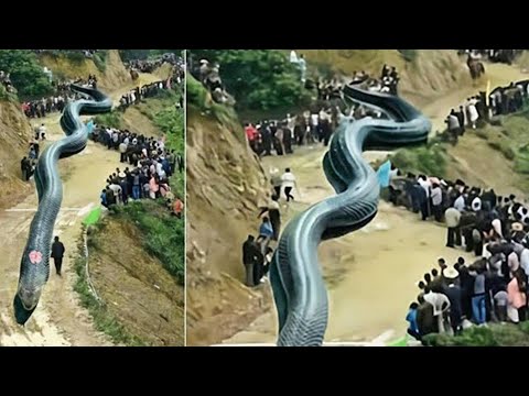 সাপটি বেঁচে থাকলে পুরো দেশ গিলে খেত | পৃথিবীর সবচেয়ে বড় সাপ দেখলে চমকে যাবেন ||  #Titanoboa