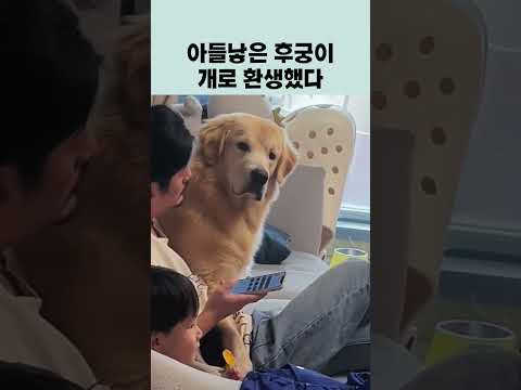 전생에 후궁이었던 그녀.. #골든리트리버 #goldenretriever #funnydog