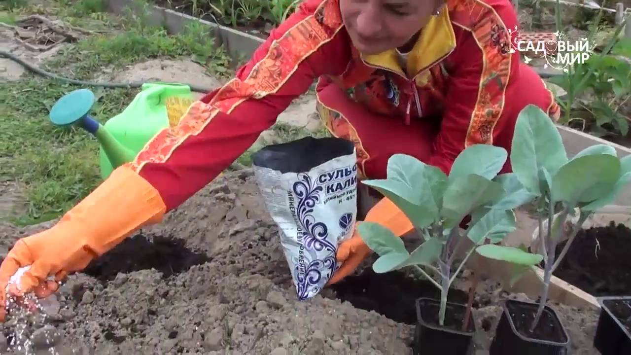 Как сажать капусту #88