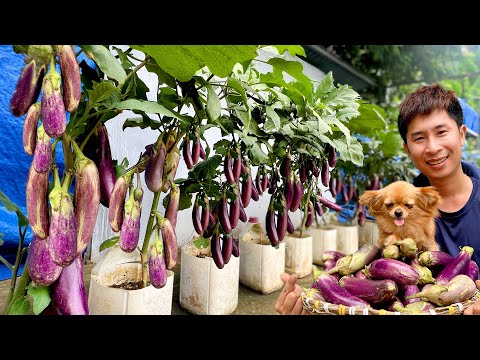 Apply This Trick–Eggplants Bear Fruit Continuously Even When Grown in Plastic Bottles!