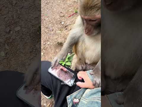 Funny monkey #funnyvideo #funny #funnypet #pets #funnyanimal #funnyanimal #pets #