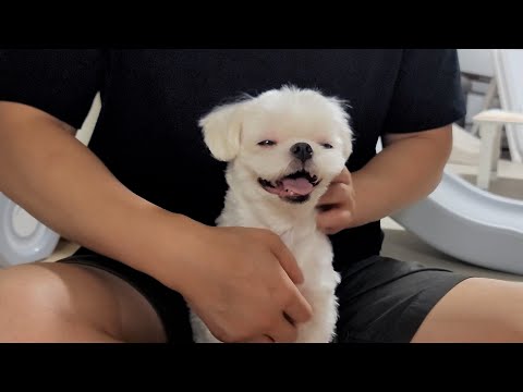 강아지 마사지 국가대표