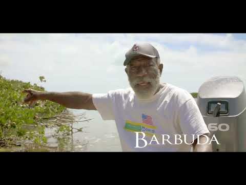 Barbuda : A Frigate Bird Tour with George Jeffrey