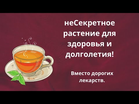 Находка для зимы! Это растение заменяет кучу дорогих лекарств!