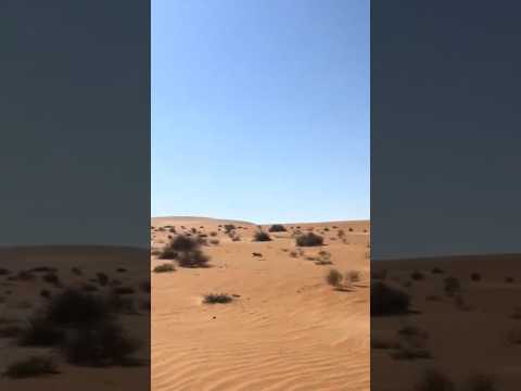 هدد طير على ارنب #اكسبلور #birds