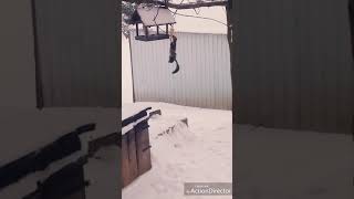 Dzika kuna/Wild marten