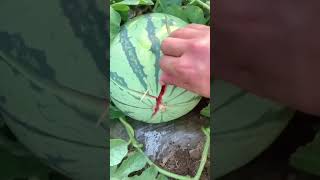 Fresh watermelon Opening ceremony 😆😂 #watermelon #fruit #fruitshorts ,