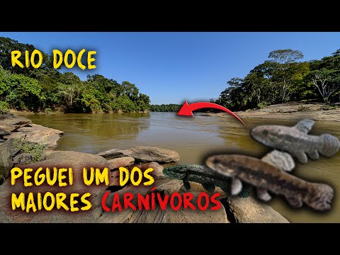 FINALMENTE PEGUEI UM DOS PEIXES MAIS FEROZ DO RIO DOCE!