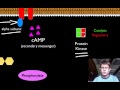Signal Transduction Pathway Concepts