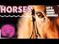 Understanding Horse Care and Behavior