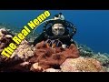 Anemonefish and Their Adaptations