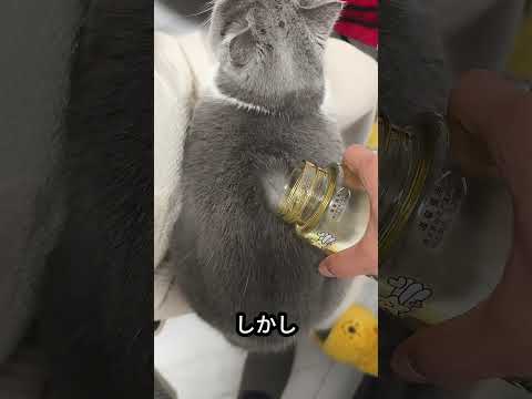 水を嫌う猫