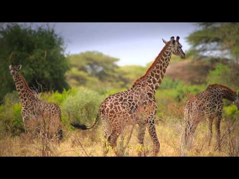 Tanzania Tourism (Unforgettable Tanzania)