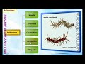 Animal Classification and Characteristics