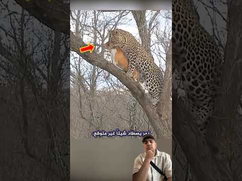 مشهد نادر_ نمر يصطاد كلباً أليفاً في أول تجربة صيد له... والنتيجة غير متوقعة #funny shorts