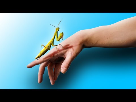 Praying Mantis：Rescuing a Remarkable Insect from the Heat