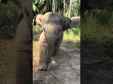 น้องปลาวาฬเรียกมา ได้ยินเสียงรีบมา #elephant #thailand #animals #freedom #Baby #family