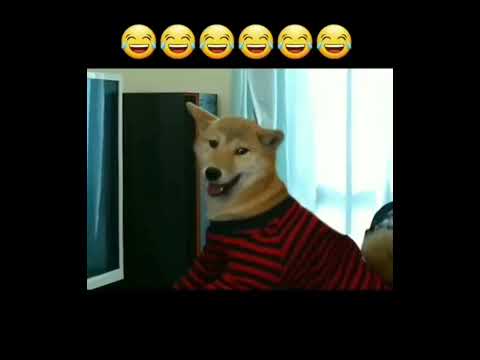 Mad Gamer Alert! #funny # #subscribed @petclub7958 #doglovers#educational #viralshort