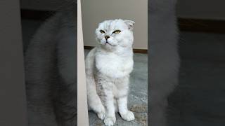 Sonya…🙄 #cat #cats #pets
