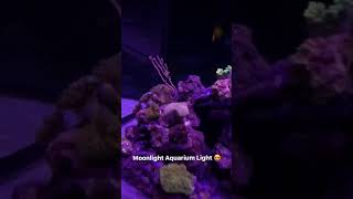 Moonlight Aquarium Light | Graham Stephan