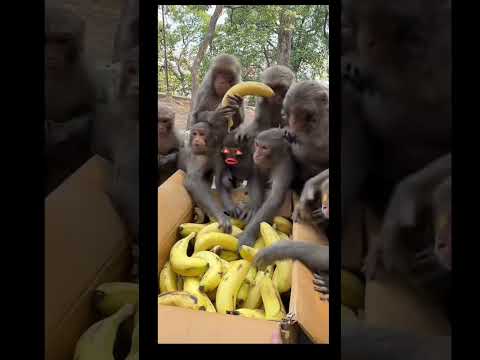 La banane
