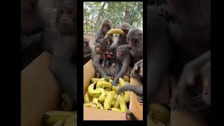 La banane