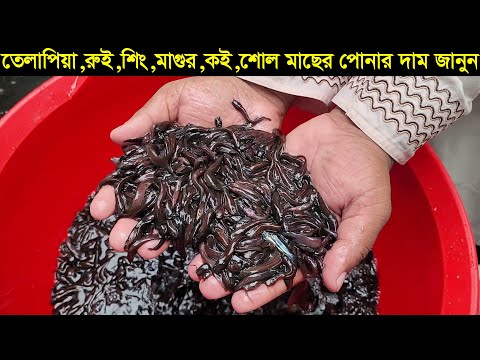 অরজিনাল মনোসেক্স তেলাপিয়া,লাল রুই,শিং,মাগুর,শোল ও কই মাছ সহ বিভিন্ন জাতের মাছের পোনার দাম জানুন