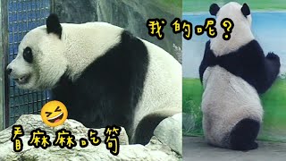 圓寶網格看圓圓吃東西好專注，圓寶說：偶的點心在哪裡？|熊貓貓熊The Giant Panda Yuan Yuan and Yuan Bao|台北市立動物園