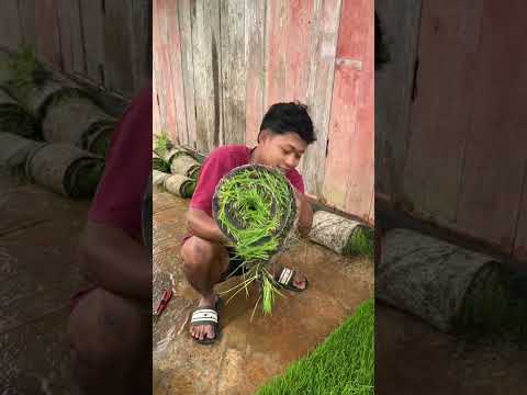 Satriya HM || ini benih padi ya bukan rumput sintetis