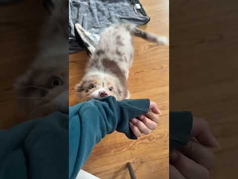 Part 1 | Welpenblues #ytshorts #australianshepherd #puppy #reality