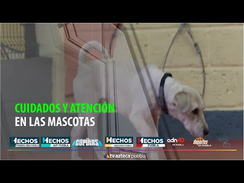 Cuidados y atención en las mascotas