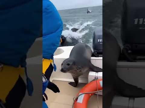 Terrified Seal Jumps Onto Boat to Escape Orcas #animalattack
